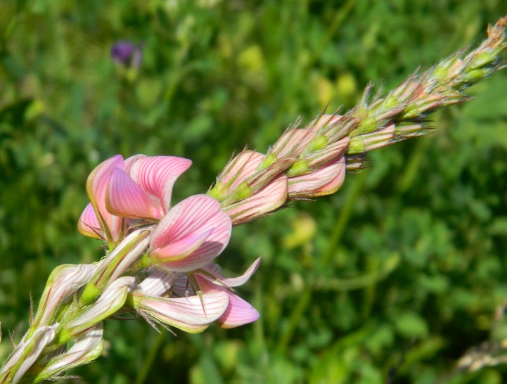 Image of Onobrychis viciifolia specimen.