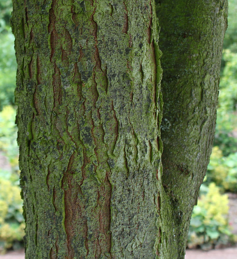 Изображение особи Gleditsia triacanthos.