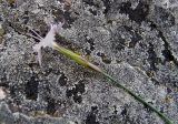 Dianthus cretaceus