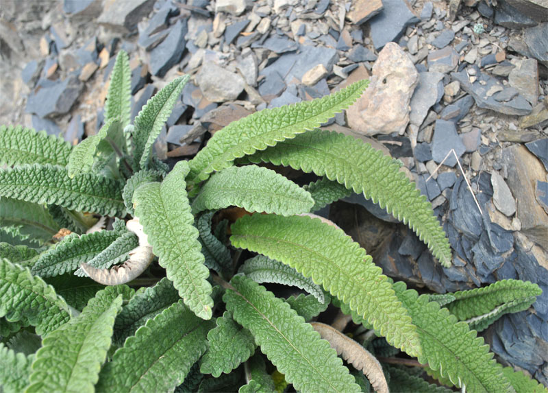 Image of Betonica ossetica specimen.