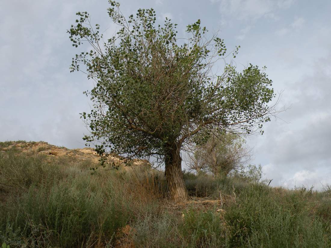 Изображение особи Populus diversifolia.