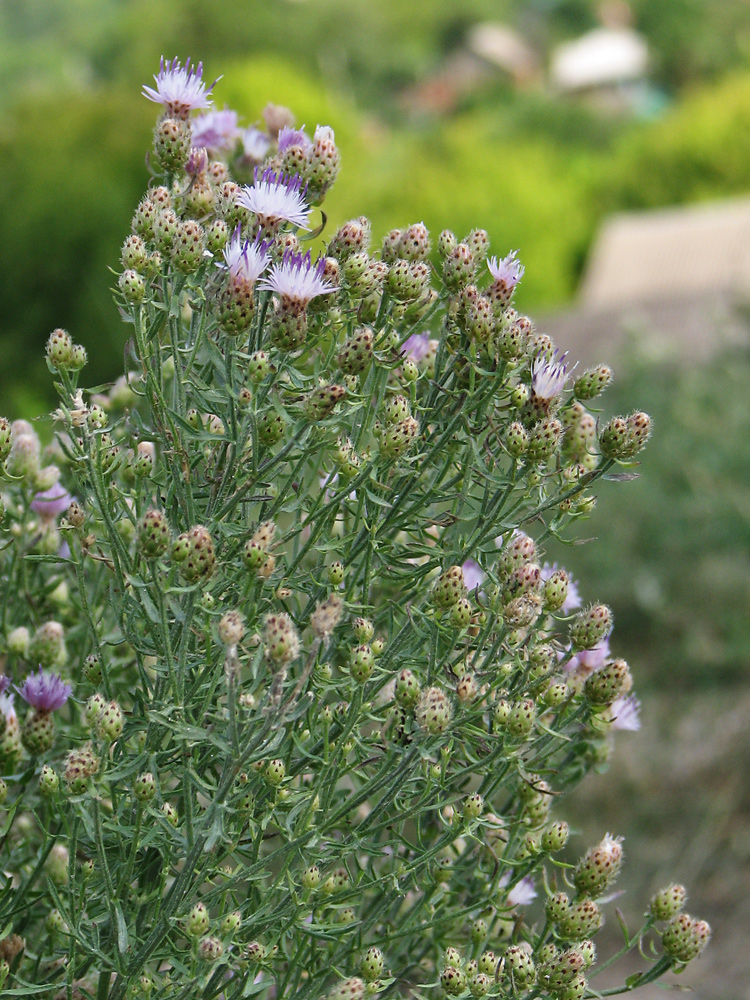 Image of genus Centaurea specimen.