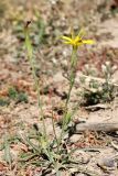 Scorzonera turkestanica