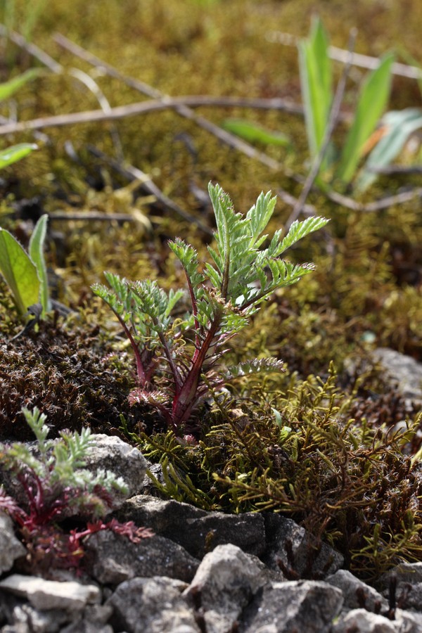 Image of Anthemis tinctoria specimen.