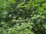Sorbus commixta