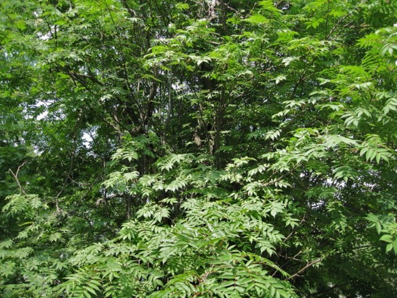 Изображение особи Sorbus commixta.