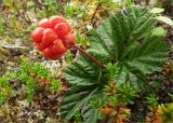 Rubus chamaemorus. Плодоносящее растение. Мурманская обл., п-ов Рыбачий, долина р. Пяйва, воронияная тундра. 29.07.2010.