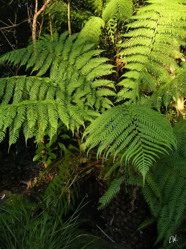 Image of Dicksonia squarrosa specimen.