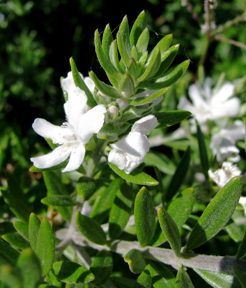 Image of Westringia fruticosa specimen.