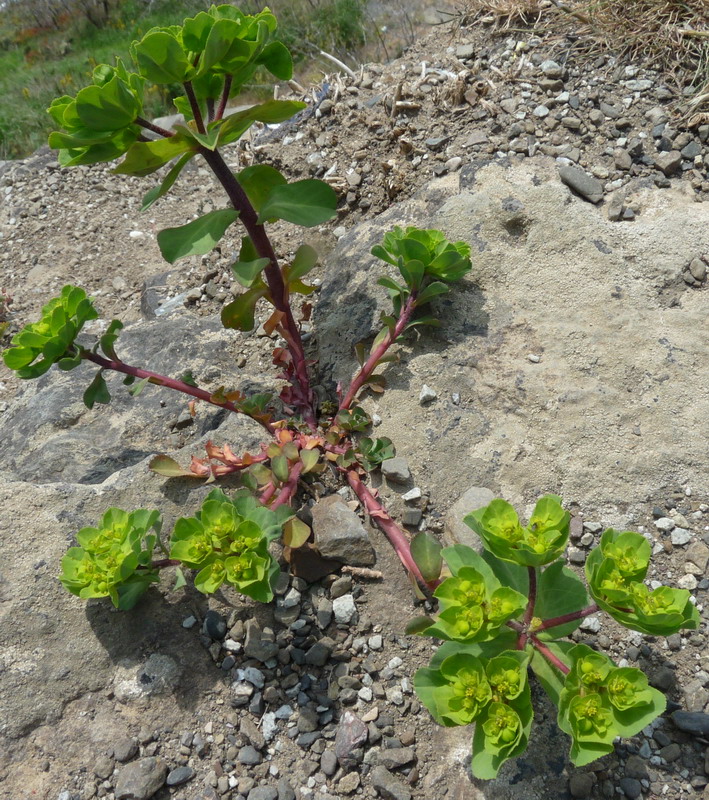 Image of Euphorbia helioscopioides specimen.