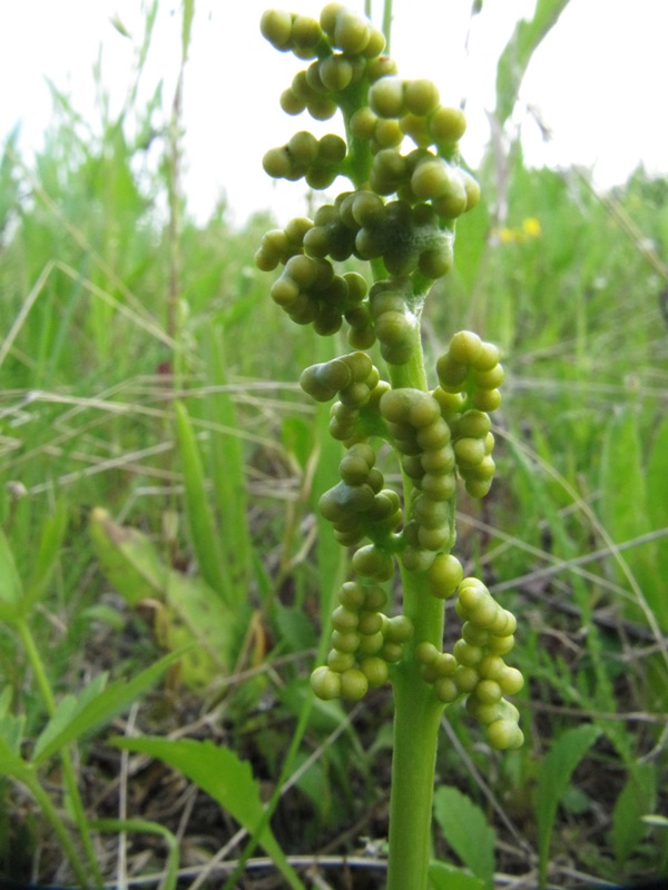 Изображение особи Botrychium lunaria.