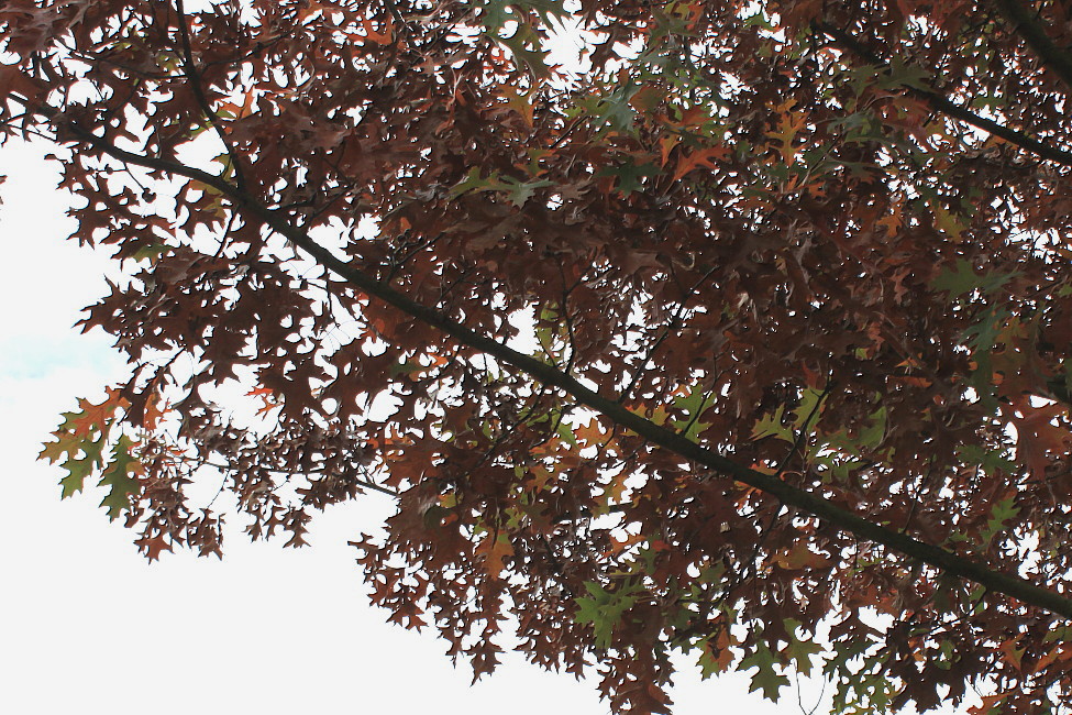 Image of Quercus palustris specimen.