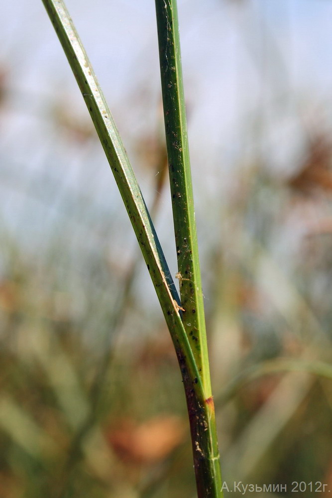 Image of Bolboschoenus glaucus specimen.