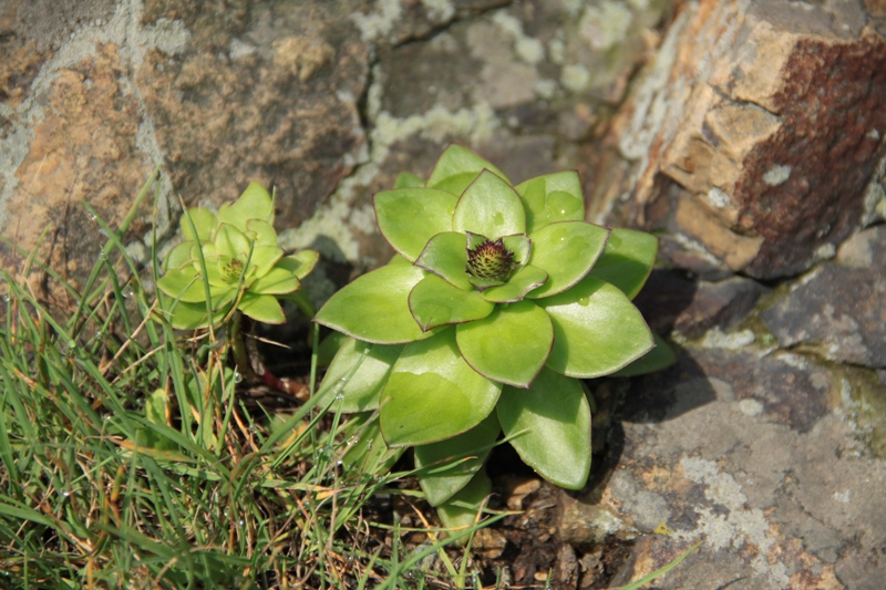 Изображение особи Orostachys maximowiczii.