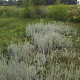 Artemisia austriaca