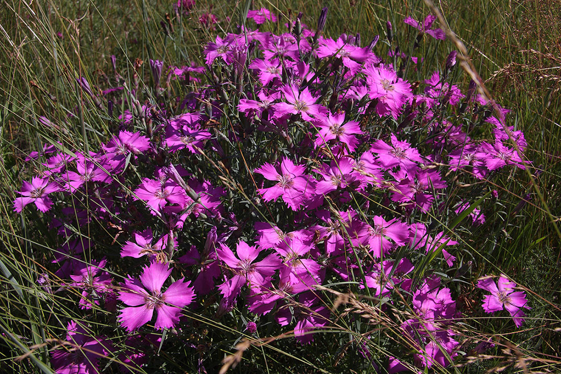 Изображение особи Dianthus versicolor.