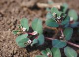 Euphorbia canescens