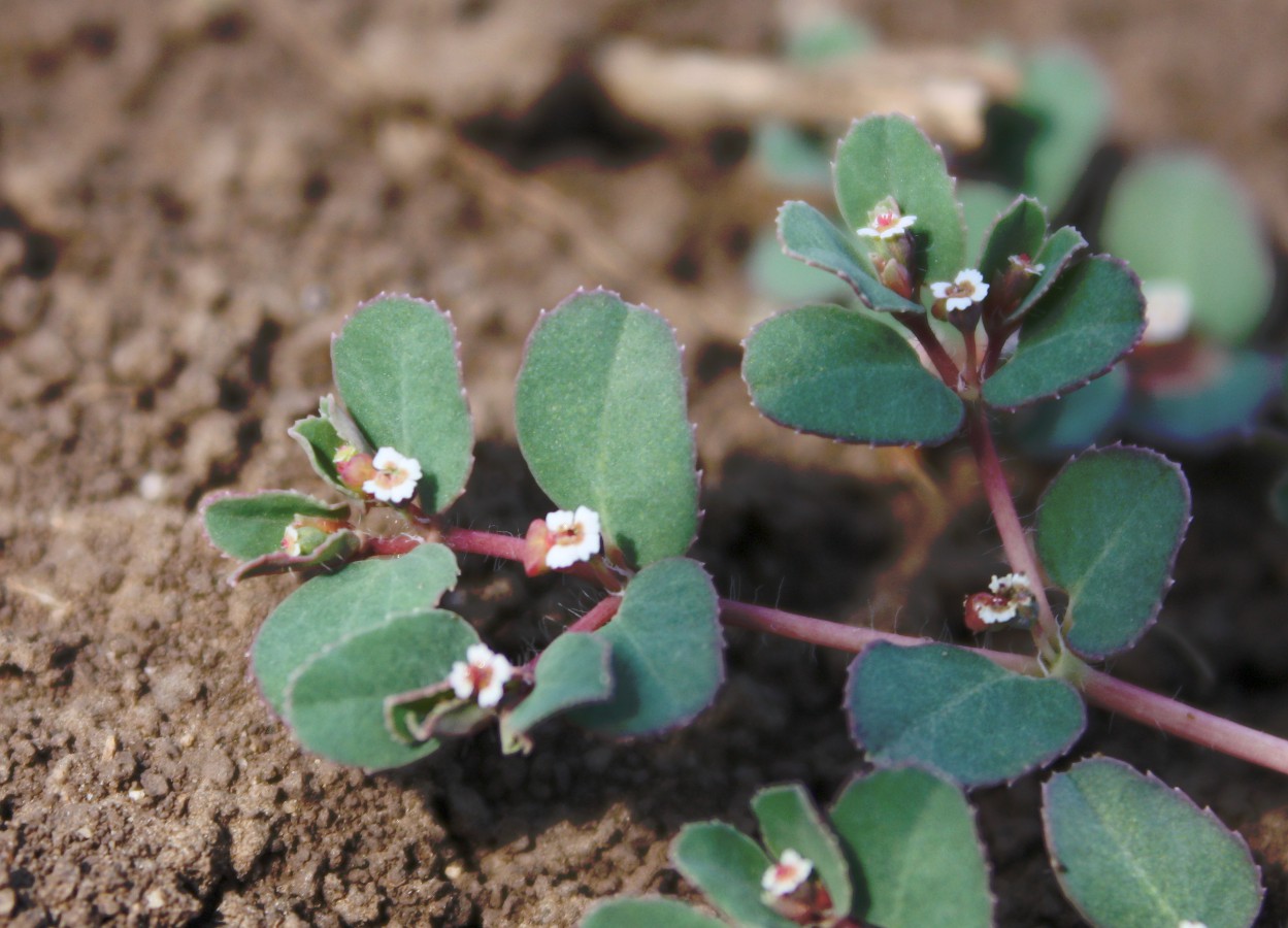 Изображение особи Euphorbia canescens.