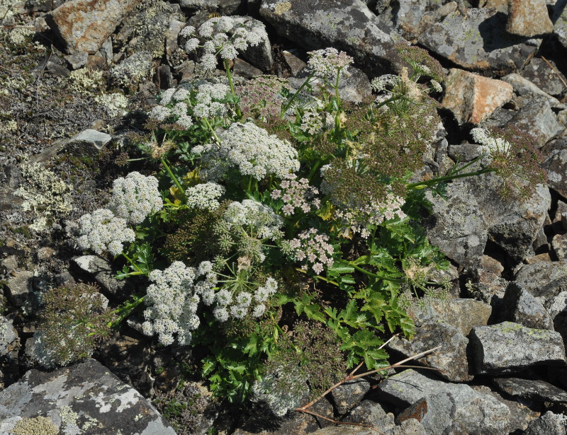 Image of Kitagawia eryngiifolia specimen.