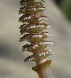 Equisetum arvense