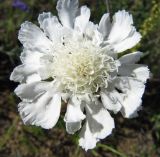 Scabiosa comosa. Соцветие (белоцветковая форма). Иркутская обл., о. Ольхон, окр. фермы Ташкай, берег залива Загли, крутой склон. 25.07.2012.