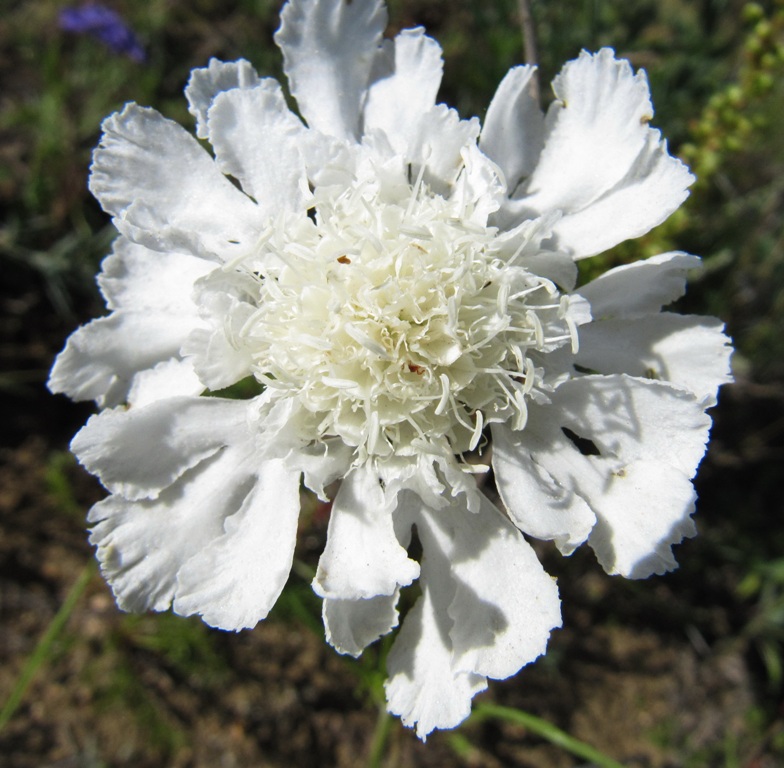 Изображение особи Scabiosa comosa.