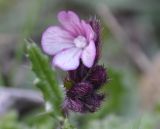 Anchusa cretica