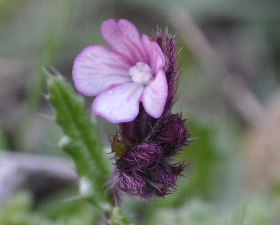 Image of Anchusa cretica specimen.