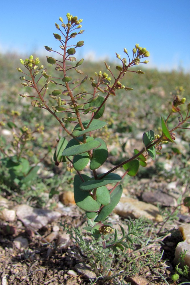 Изображение особи Lepidium perfoliatum.