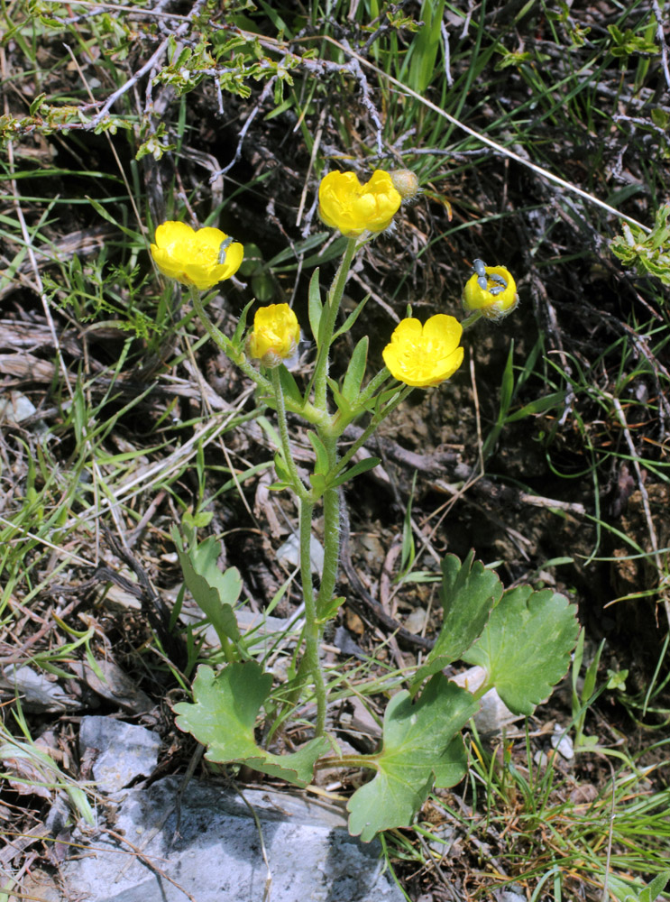 Изображение особи Ranunculus czimganicus.