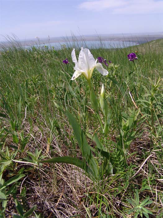 Image of Iris aphylla specimen.