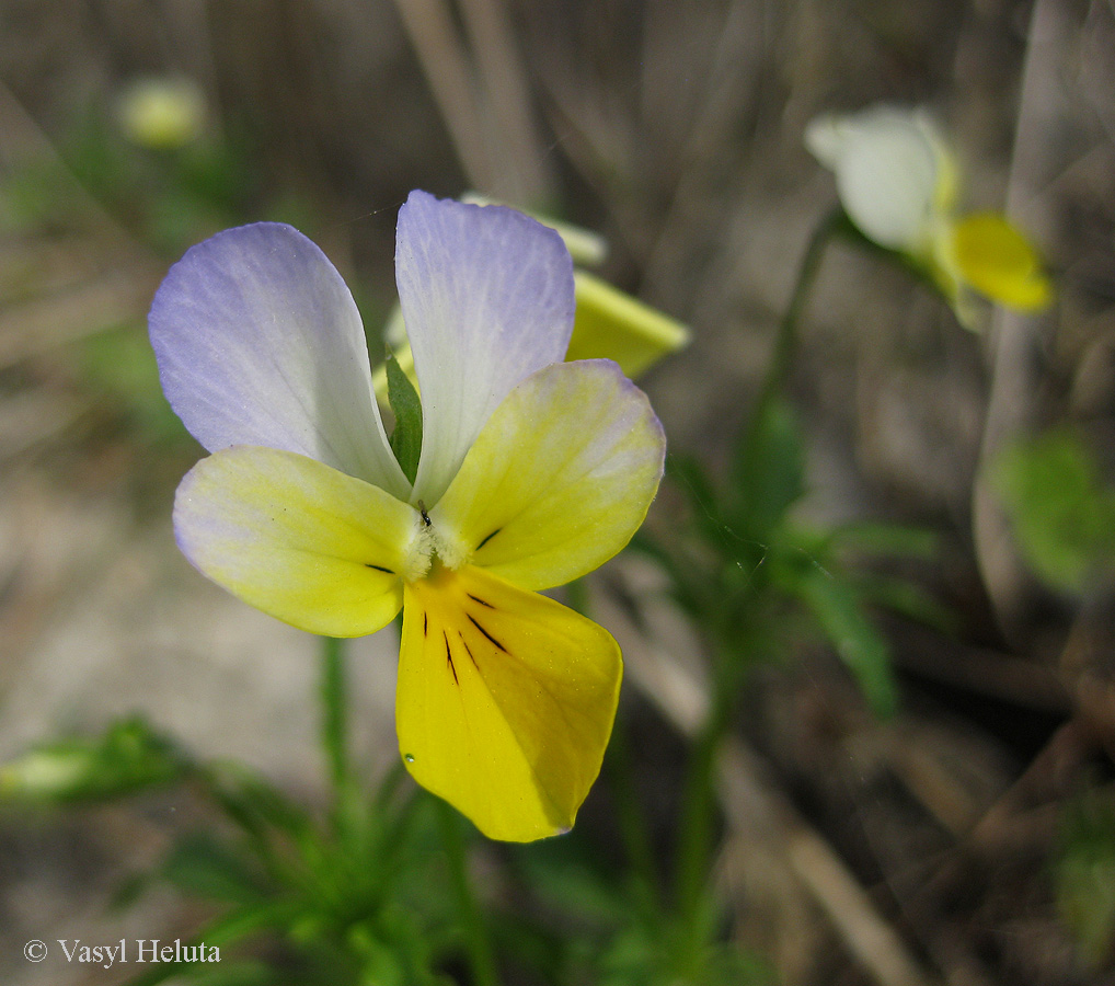 Image of Viola tricolor specimen.