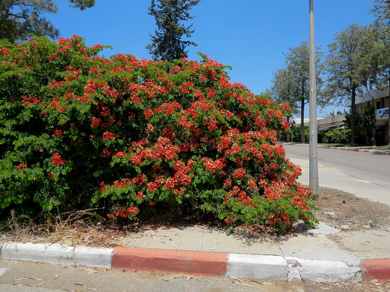 Image of Bauhinia galpinii specimen.