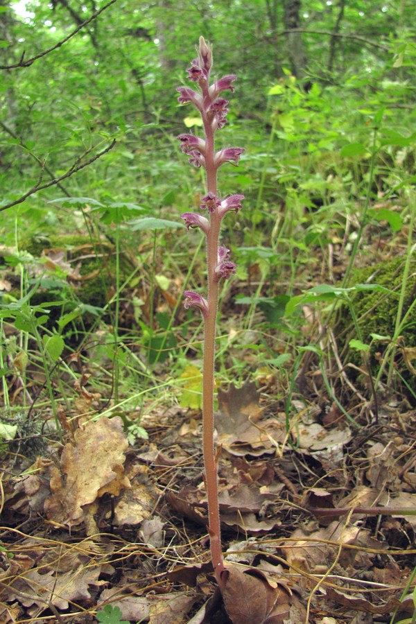 Image of Orobanche pubescens specimen.