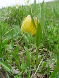 Fritillaria ophioglossifolia