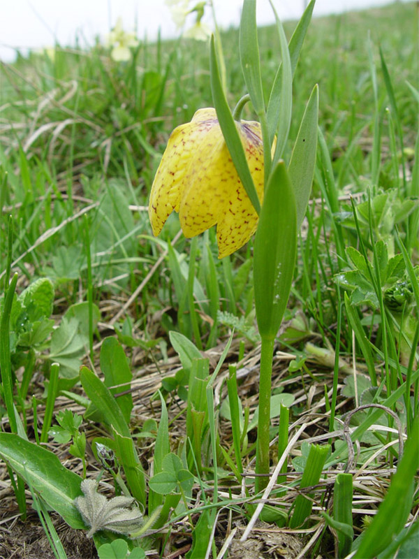 Image of Fritillaria ophioglossifolia specimen.