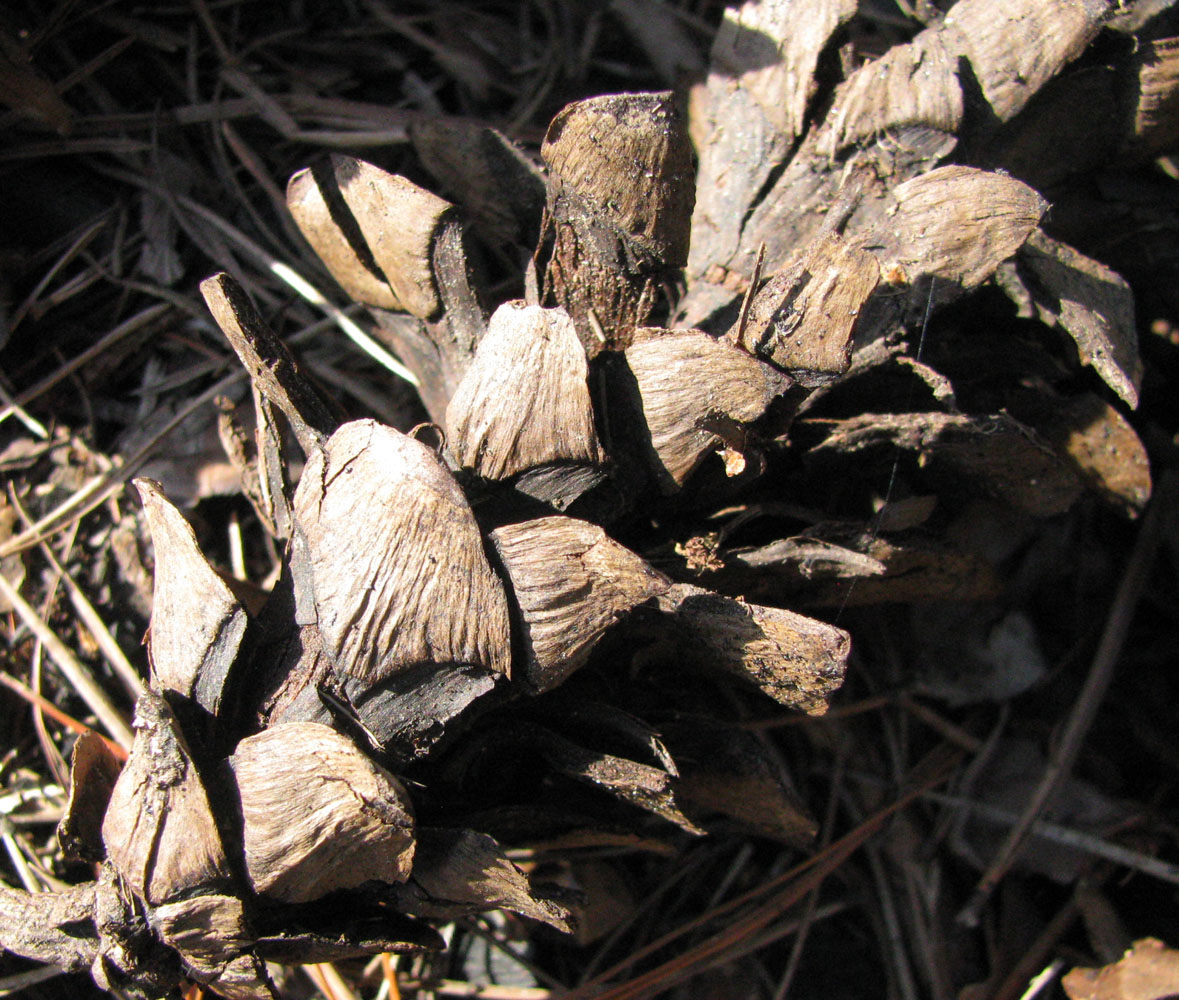 Image of Pinus strobus specimen.