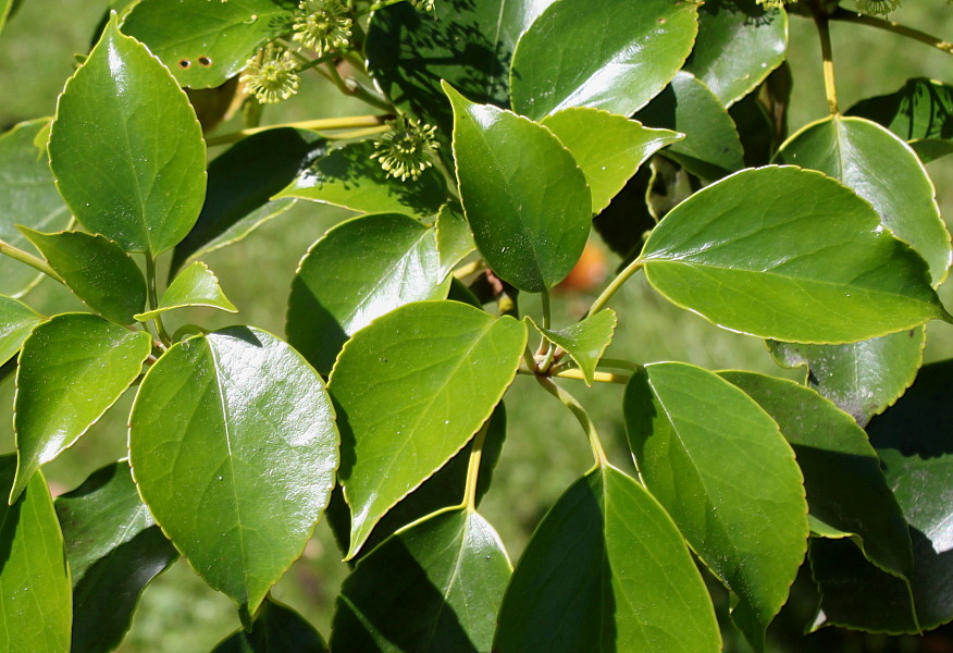 Изображение особи Trochodendron aralioides.