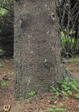 genus Picea