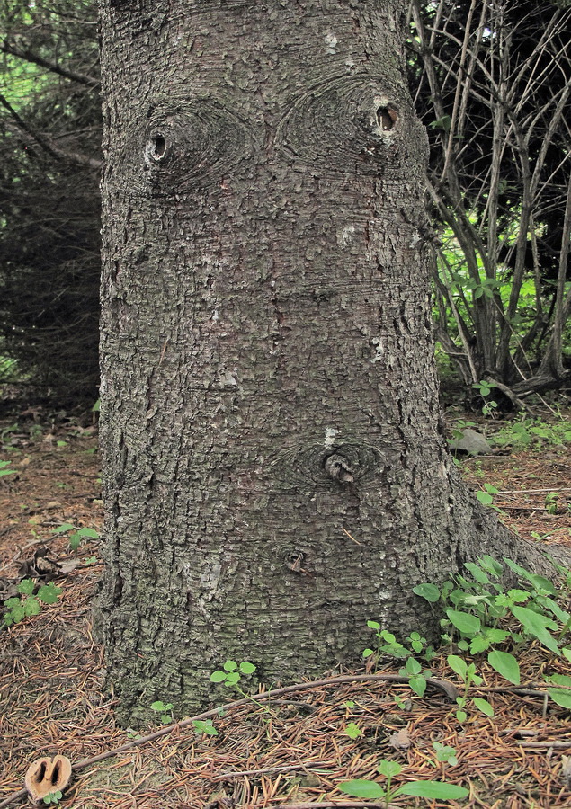 Image of genus Picea specimen.