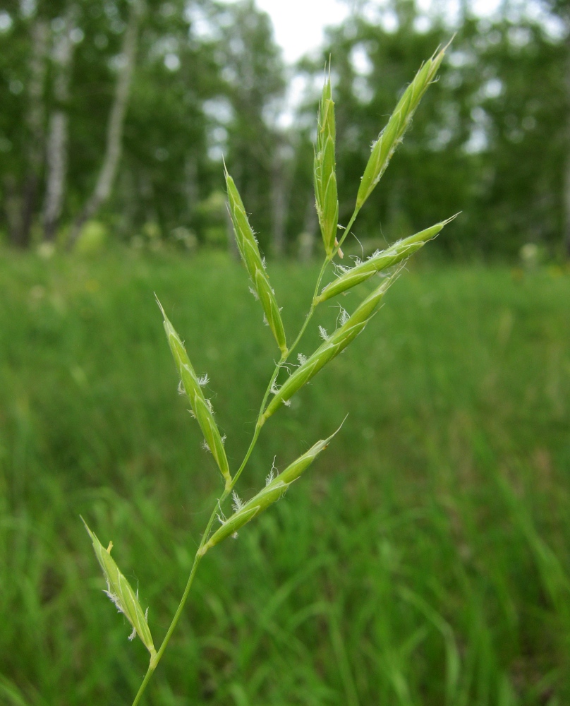 Изображение особи Brachypodium pinnatum.