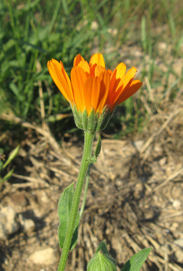 Изображение особи Calendula officinalis.