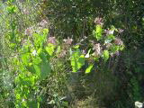 Cynanchum acutum