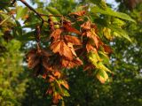 Carpinus orientalis