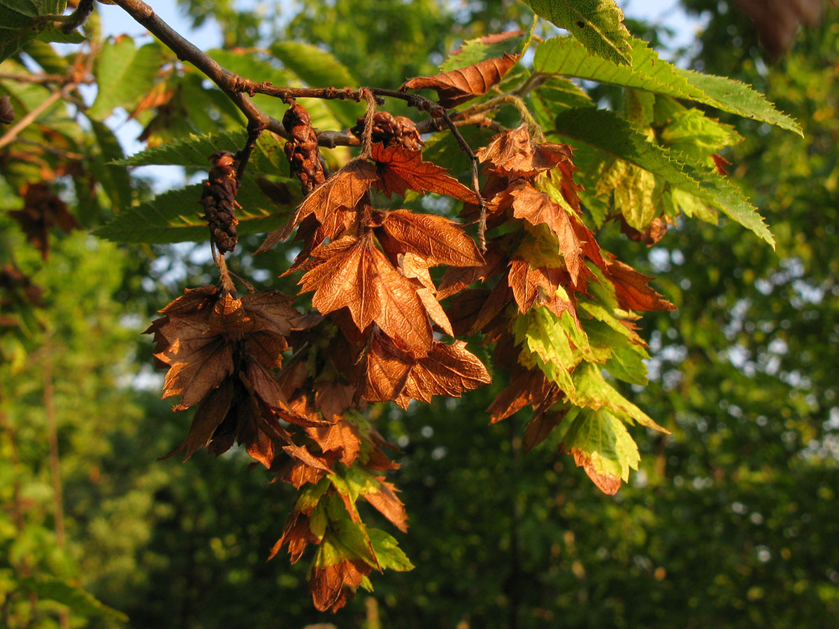 Image of Carpinus orientalis specimen.