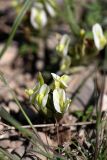genus Astragalus