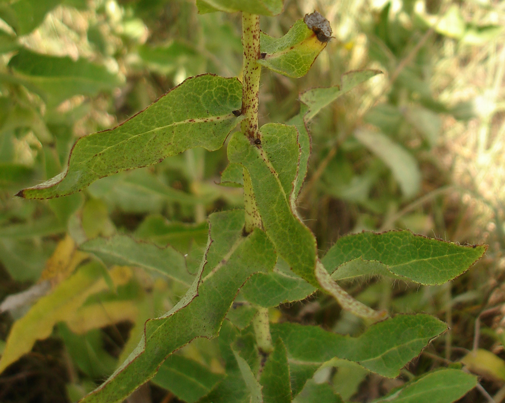 Изображение особи Hieracium virosum.