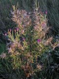 Epilobium villosum