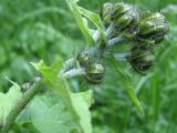 Crepis sibirica