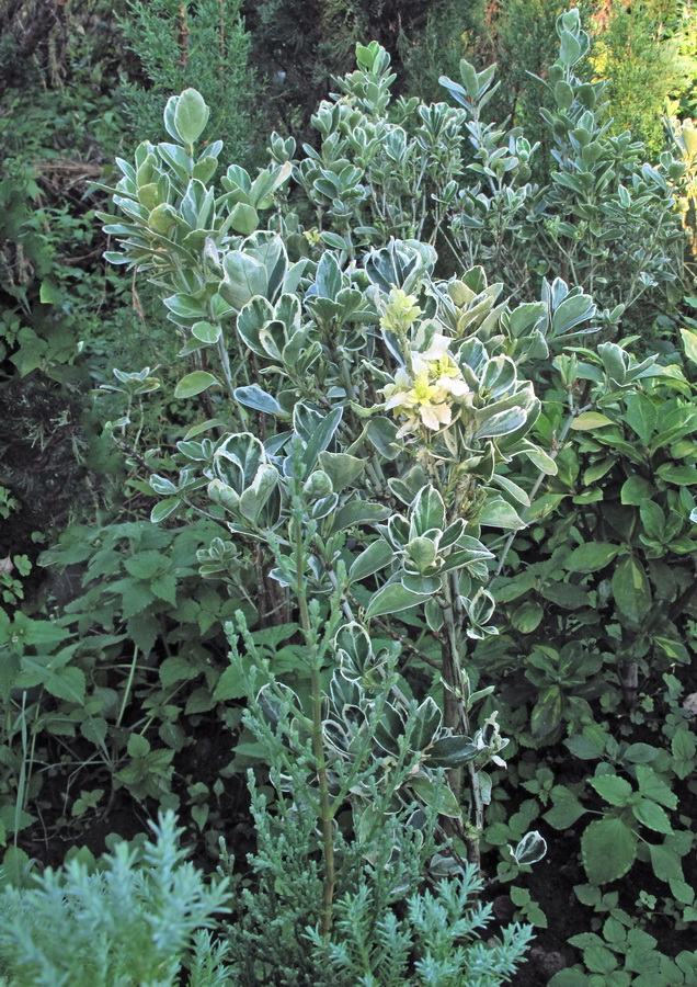 Image of genus Euonymus specimen.